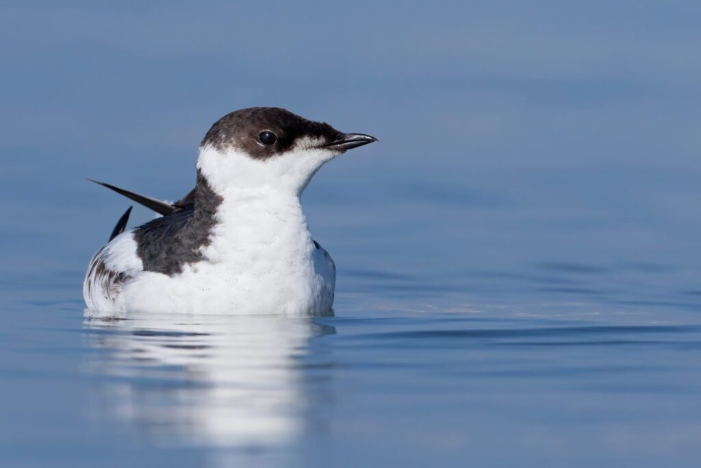 Marbled Murrelet