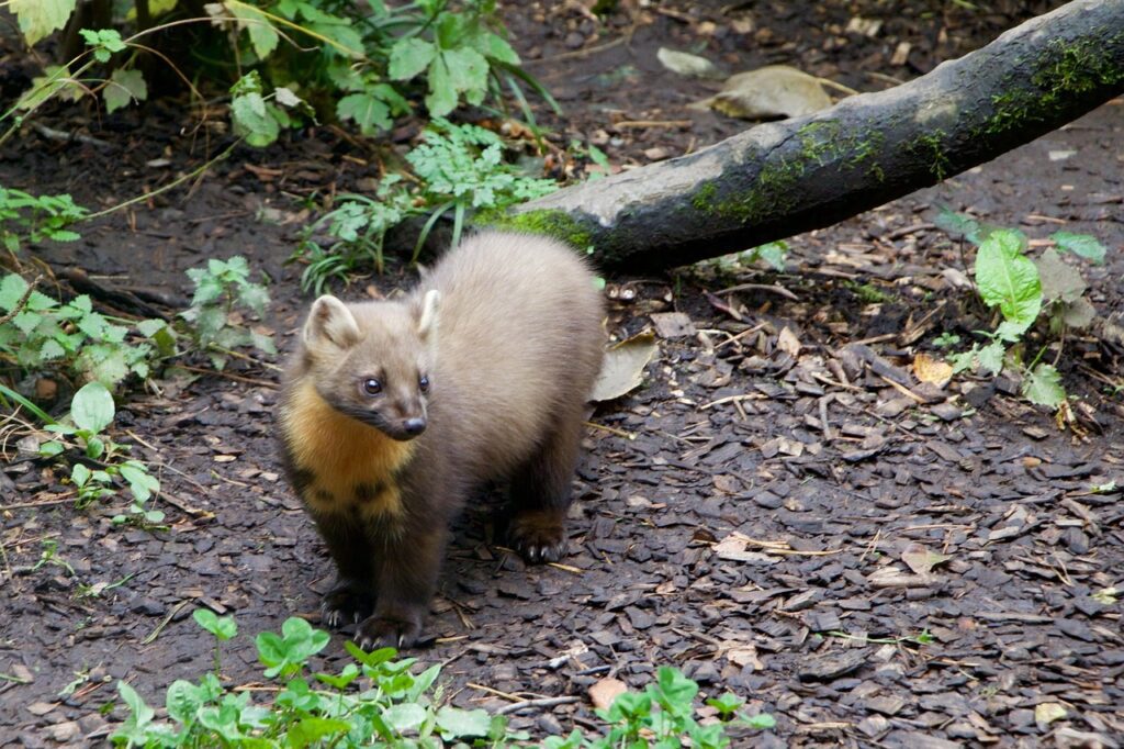 Pacific Marten