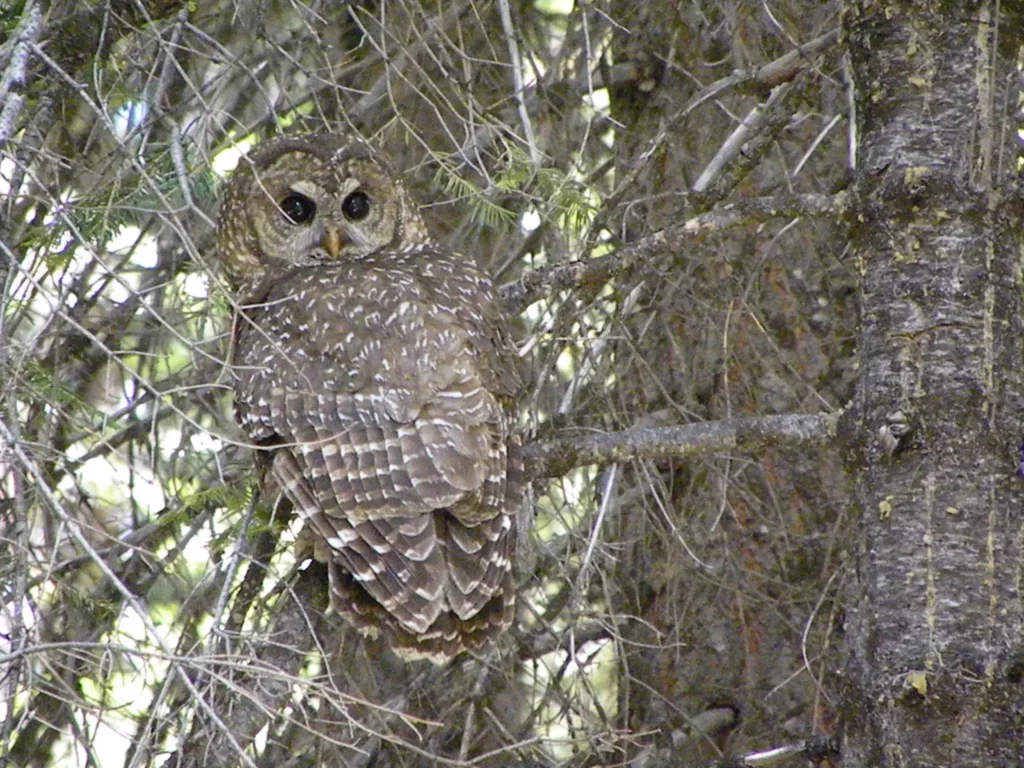 Northern Spotted Owl