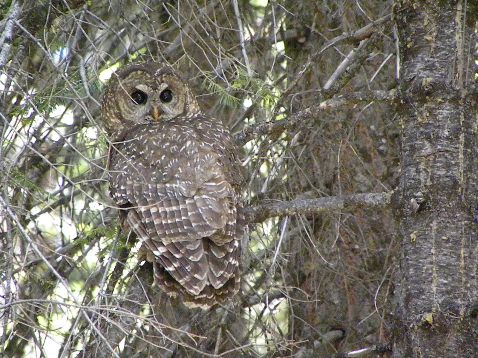 A spotted owl turns its head back toward the camera from a branch among bare twigs and conifer needles.