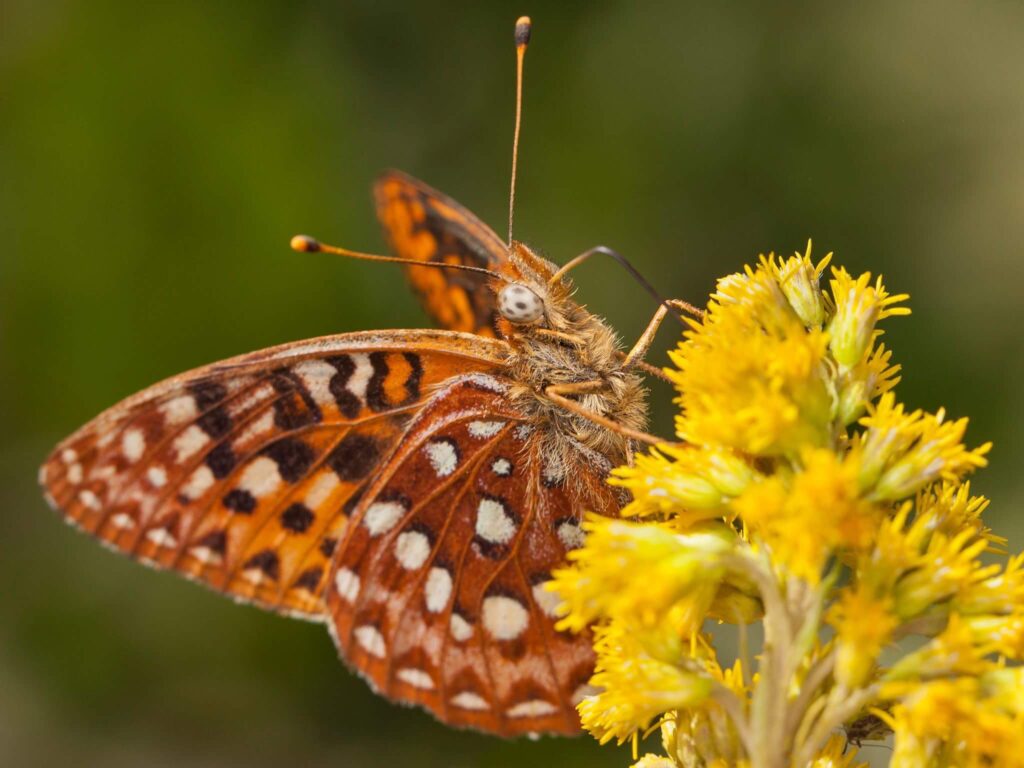 Oregon Silverspot Butterfly
