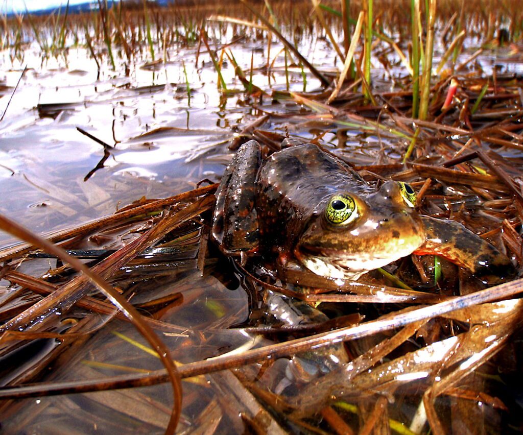 Oregon Spotted Frog
