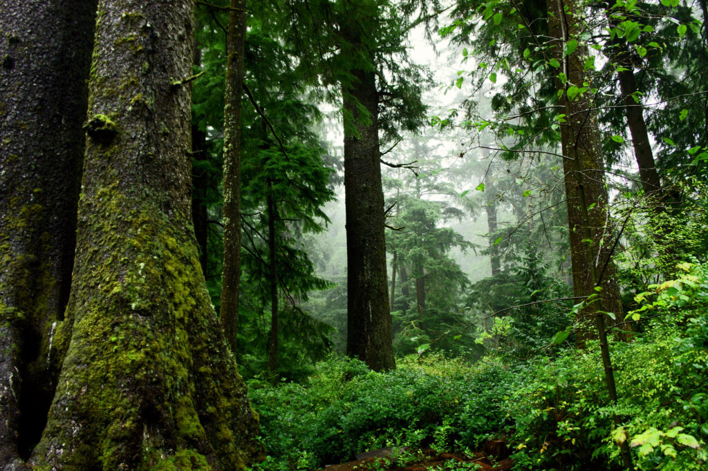 Mossy trunks of large old conifers rise through mist above a green understory in an old-growth forest.