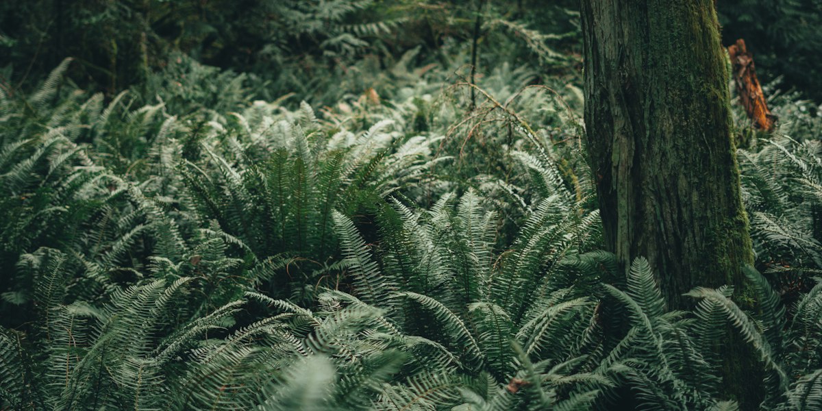 Sword ferns carpeting the floor of a dark green forest beside a moss-covered tree trunk.